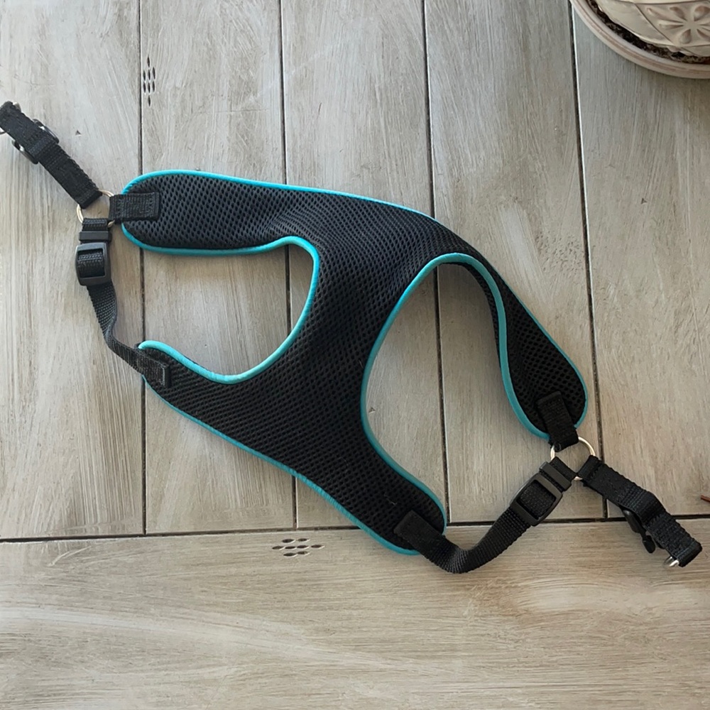 Small dog harness.